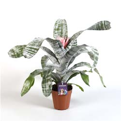 Aechmea 'Primera'